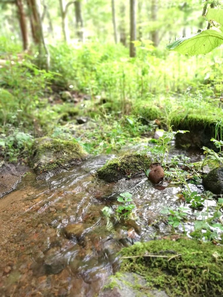 小淵沢モミの木と井詰湧水-09