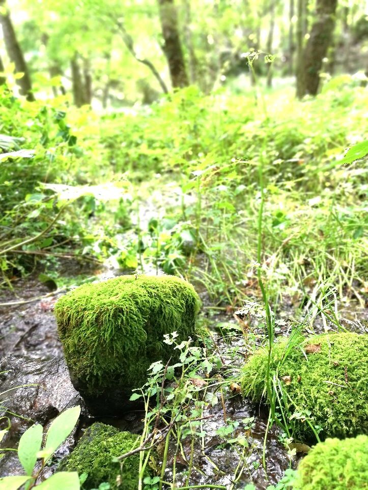 小淵沢モミの木と井詰湧水-10