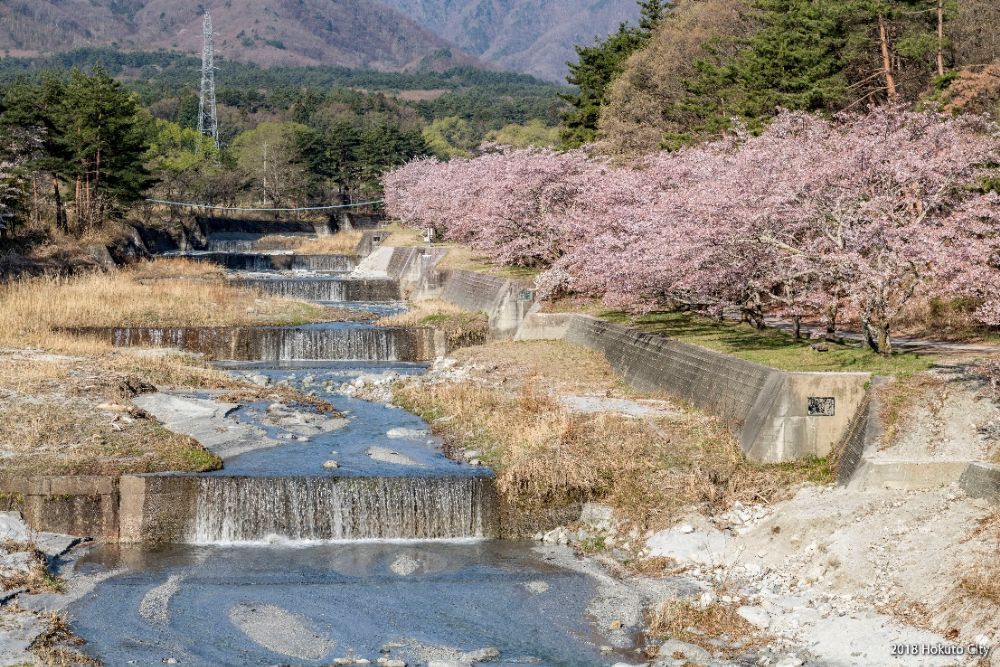 神宮川の桜並木