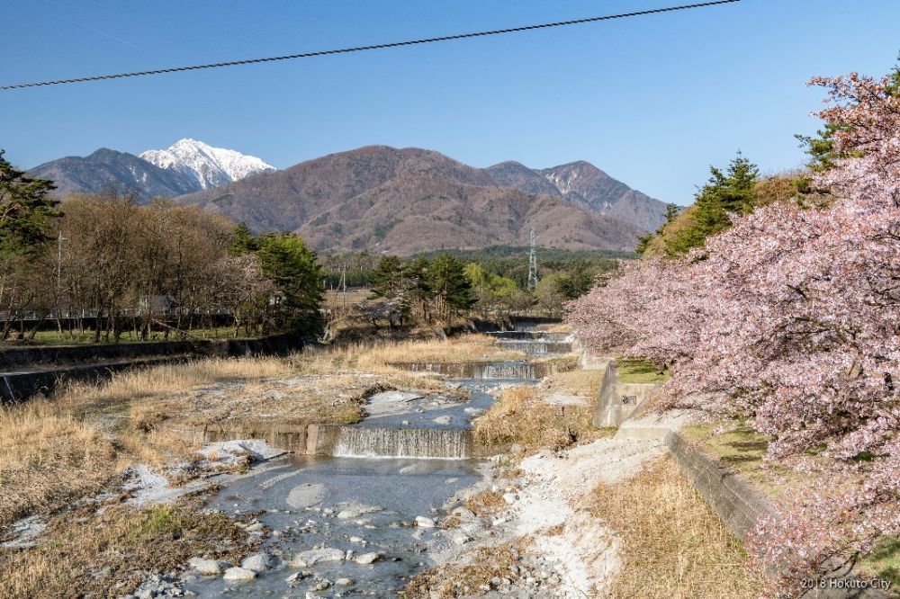 神宮川の桜並木-02