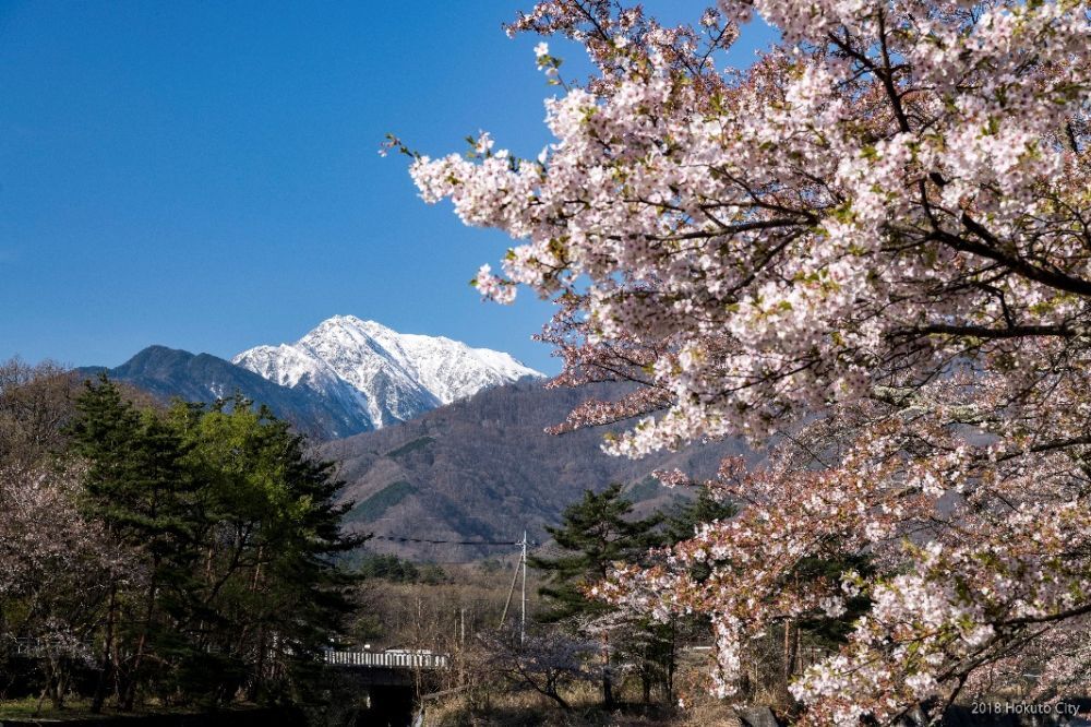 神宮川の桜並木-03