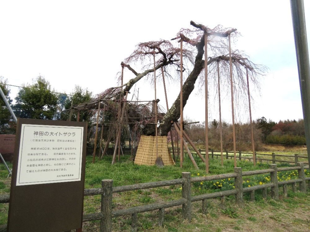 神田の大糸桜-01