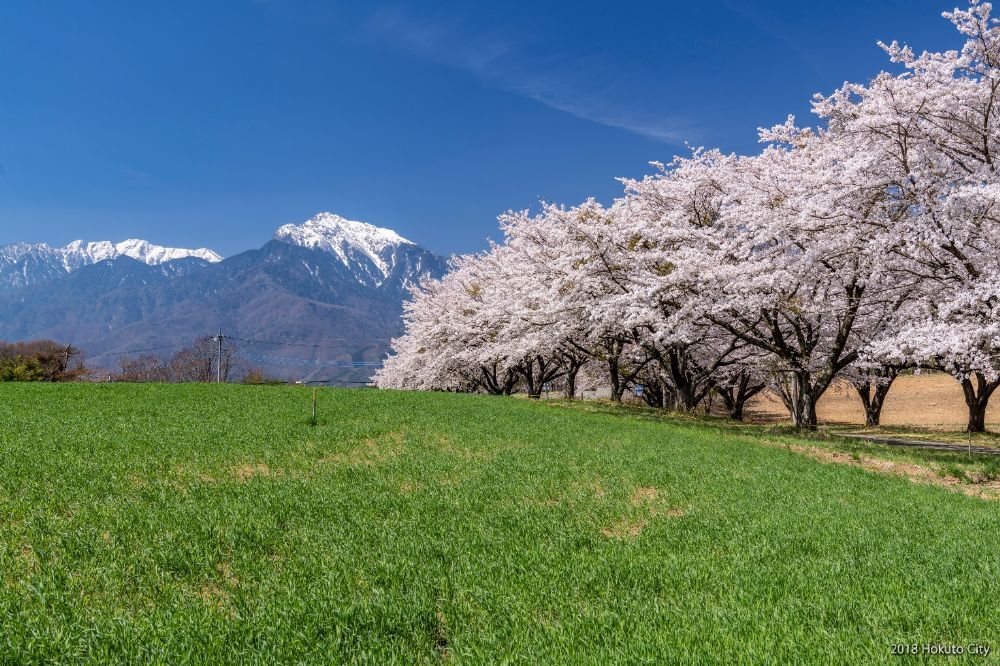 蕪の桜並木-01