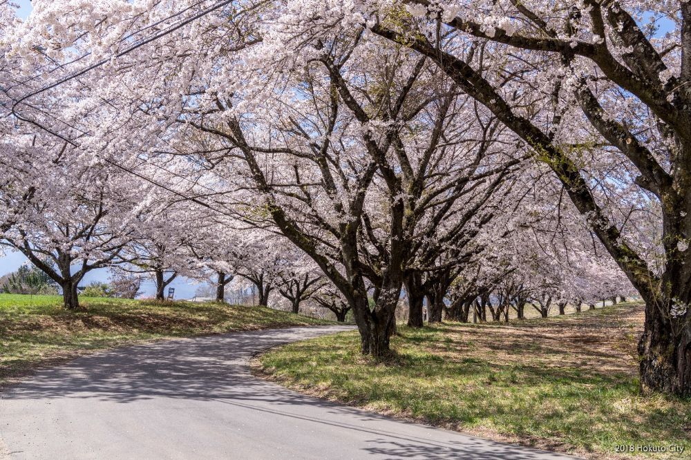 蕪の桜並木-02