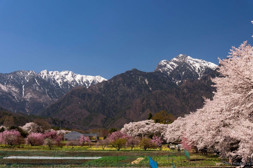 眞原の桜並木