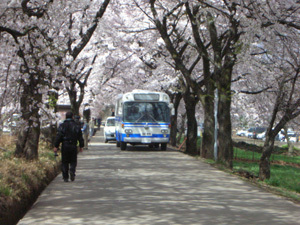 さくら道