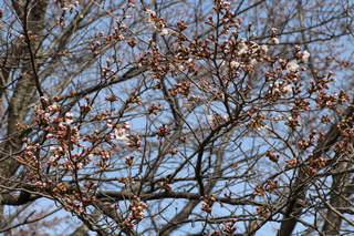 桜2部咲き_25653_marked.jpg