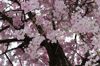 1sakura_27731_marked.jpg