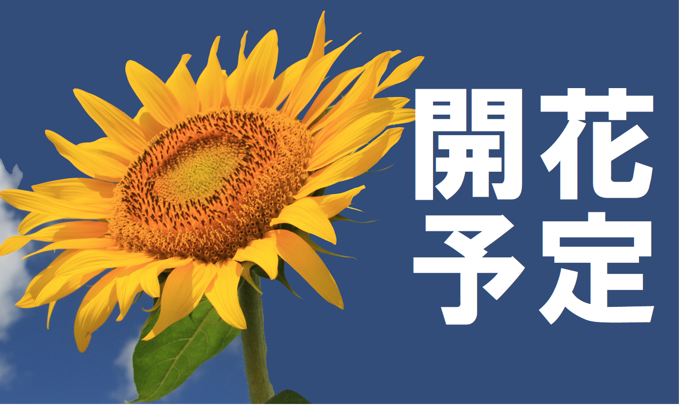 開花予定（会場案内）【サンフラワーフェス2024】
