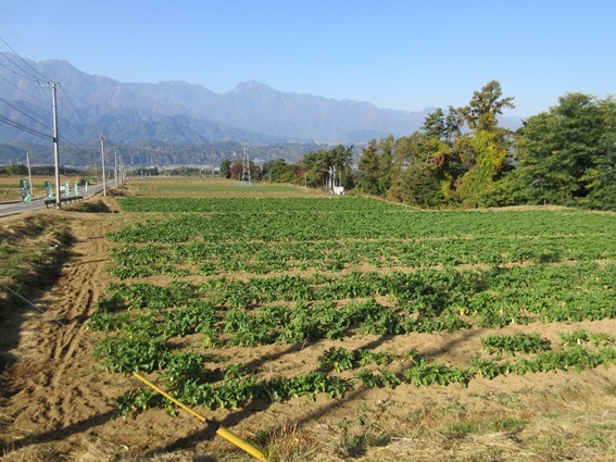 圃場状況.jpg