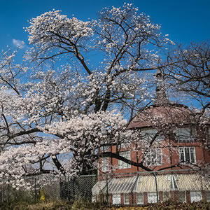 桜