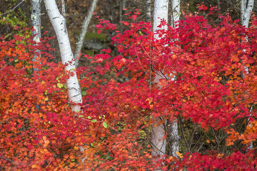 03.みずがき山自然公園からの瑞牆山 10の写真