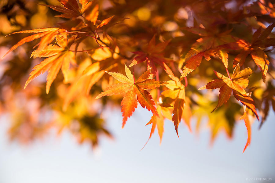 03.みずがき山自然公園からの瑞牆山 15の写真