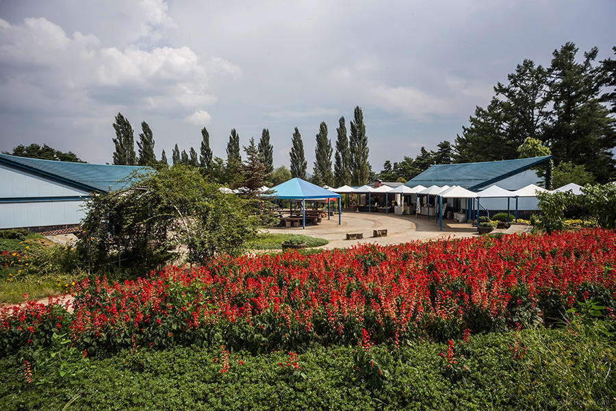 06.長澤の鯉のぼりと花の森公園 02の写真