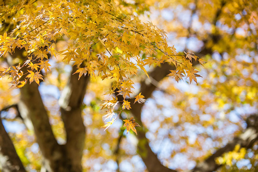 06.長澤の鯉のぼりと花の森公園 10の写真