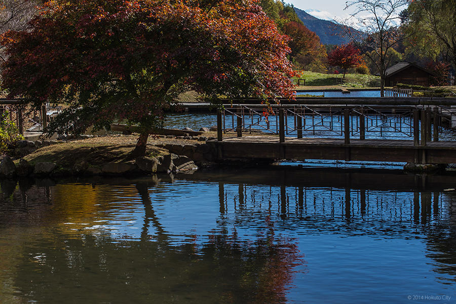 06.長澤の鯉のぼりと花の森公園 17の写真