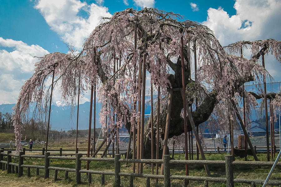 17.大糸桜と南アルプス 03の写真