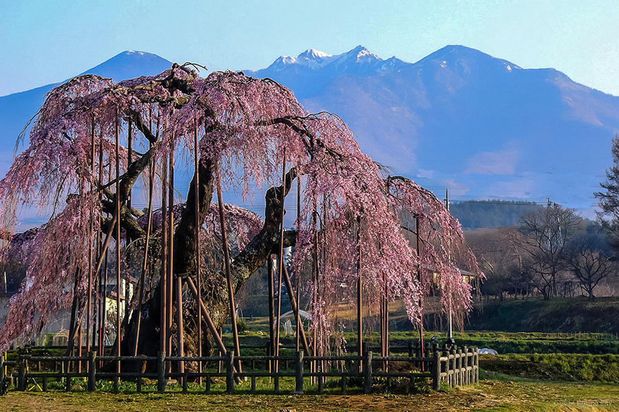 17.大糸桜と南アルプス 04の写真
