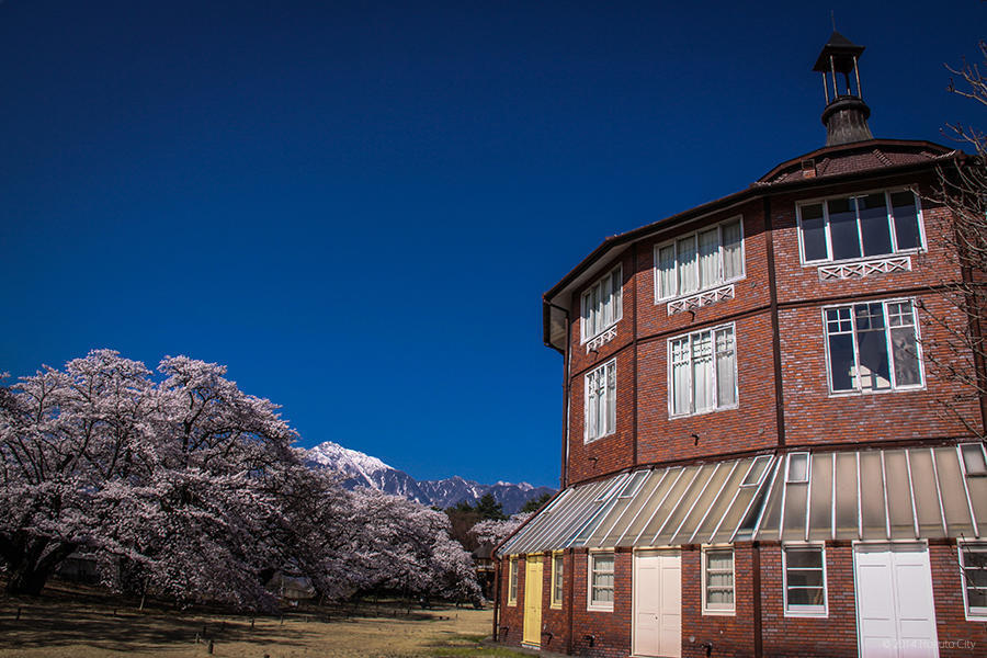 18.清春芸術村、桜と甲斐駒ヶ岳 02の写真