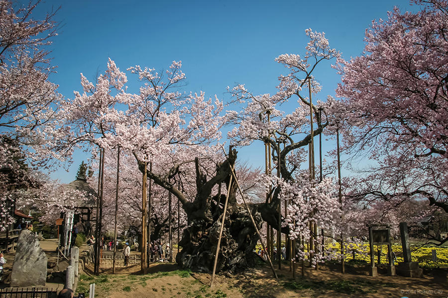 22.山高神代桜と眞原の桜並木 01の写真