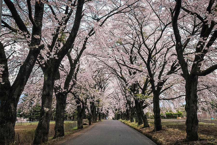 22.山高神代桜と眞原の桜並木 03の写真