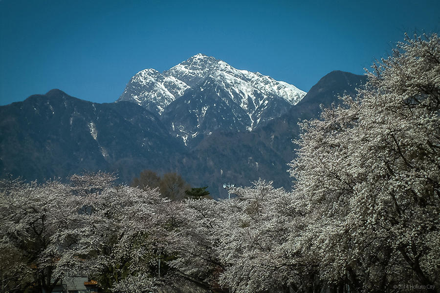 22.山高神代桜と眞原の桜並木 04の写真