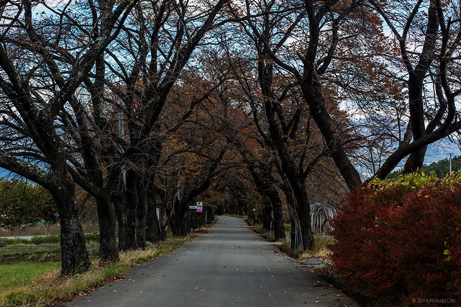 22.山高神代桜と眞原の桜並木 09の写真