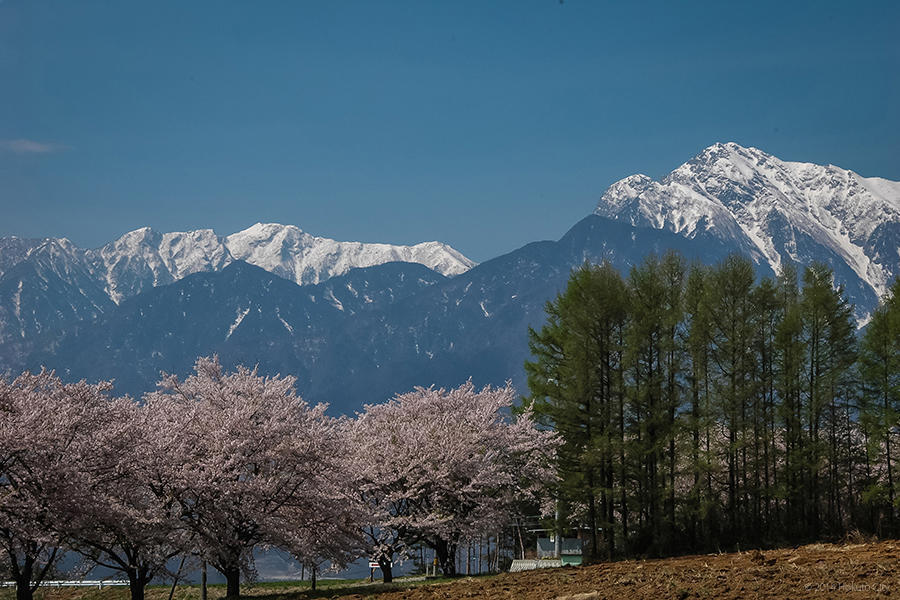 蕪の桜並木 02の写真