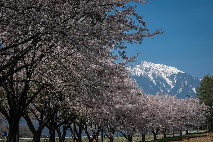 蕪の桜並木 01の写真