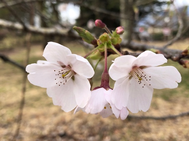 桜染井吉野.jpg