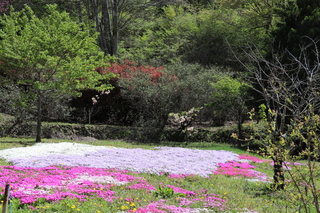 3.綺麗な芝桜.JPG