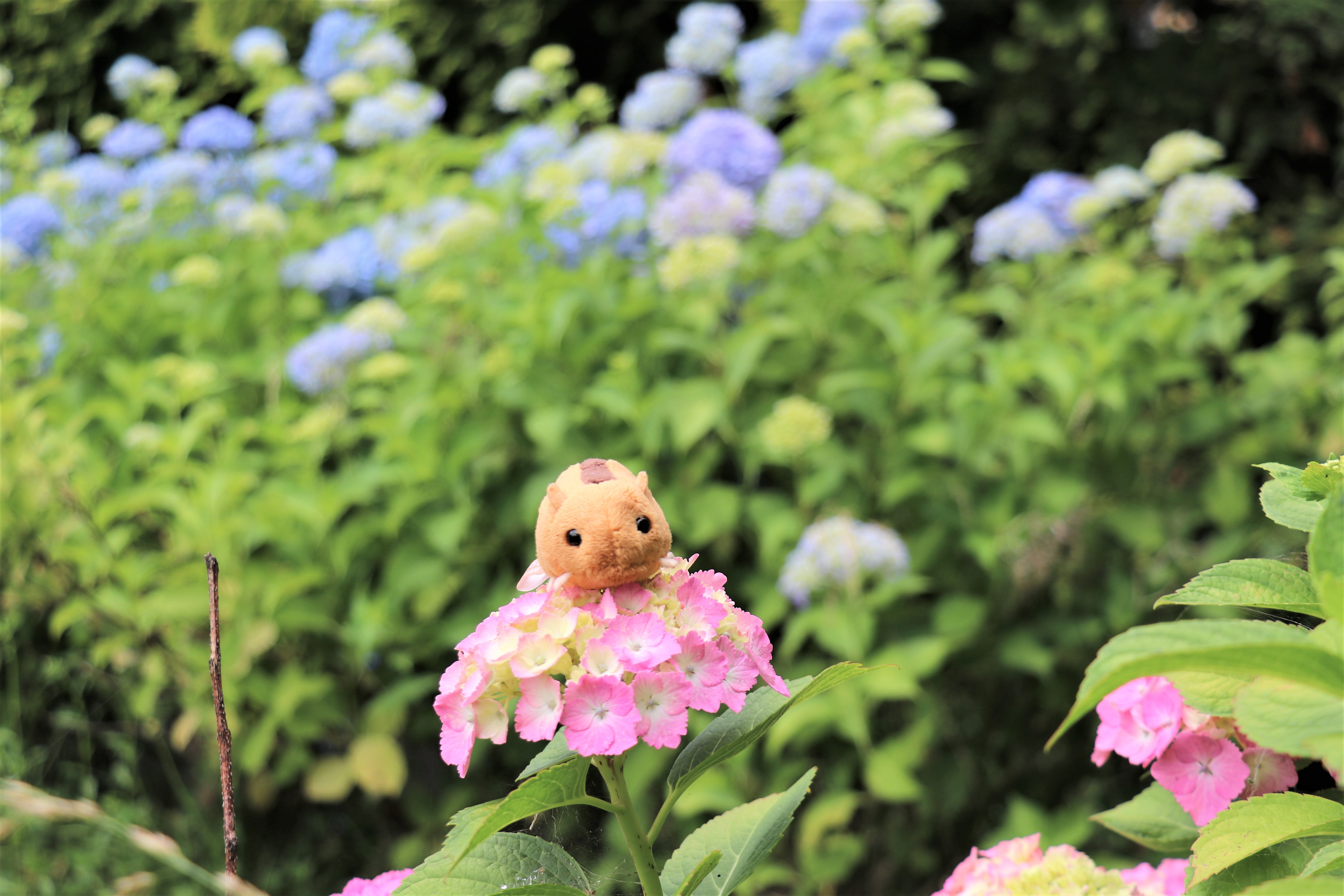 11やまねくんと紫陽花.JPG