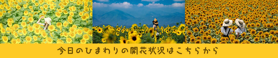 今日のひまわりの開花状況はこちらから