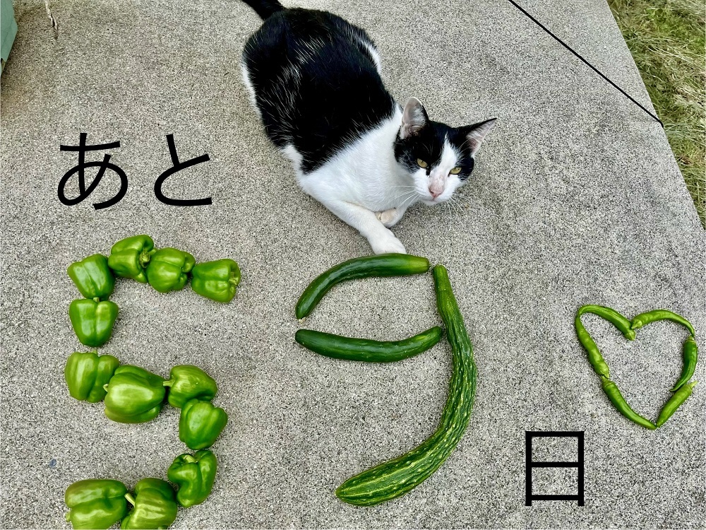 チームYAMAMOTO