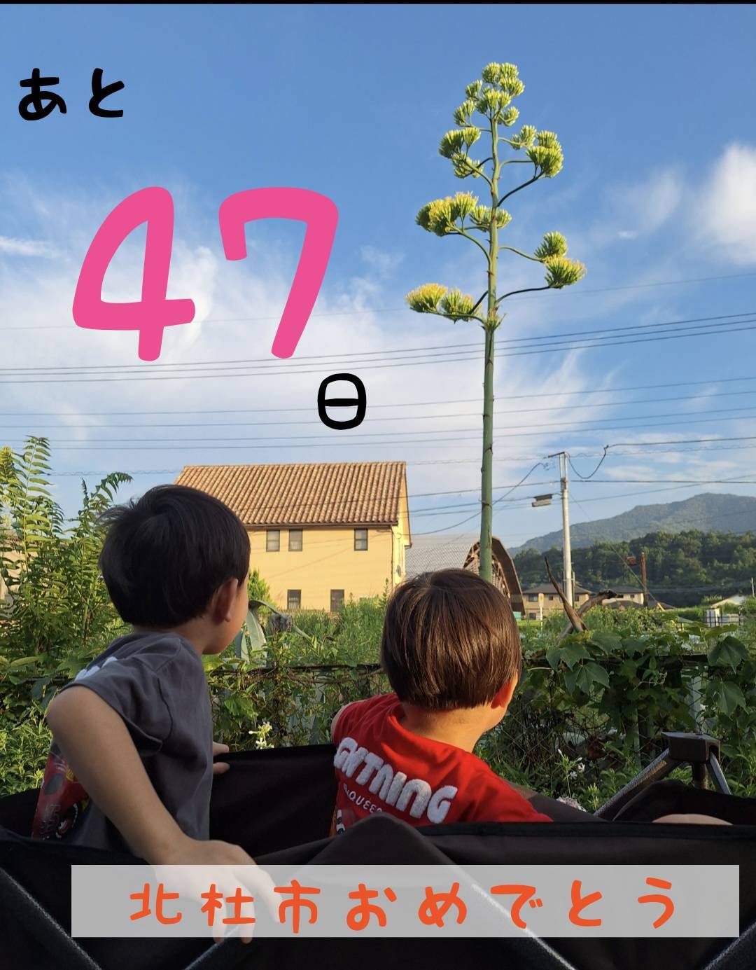 内藤兄弟とリュウゼツラン