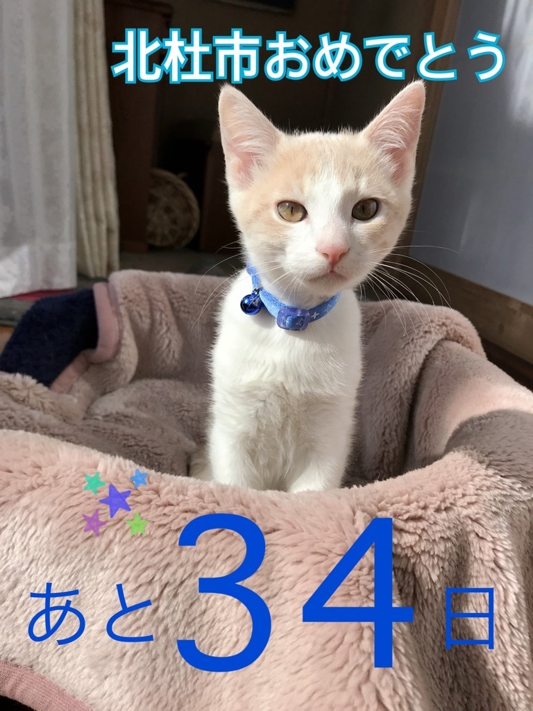 きなこ