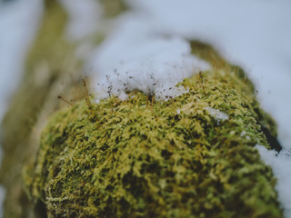 苔と雪のアップ