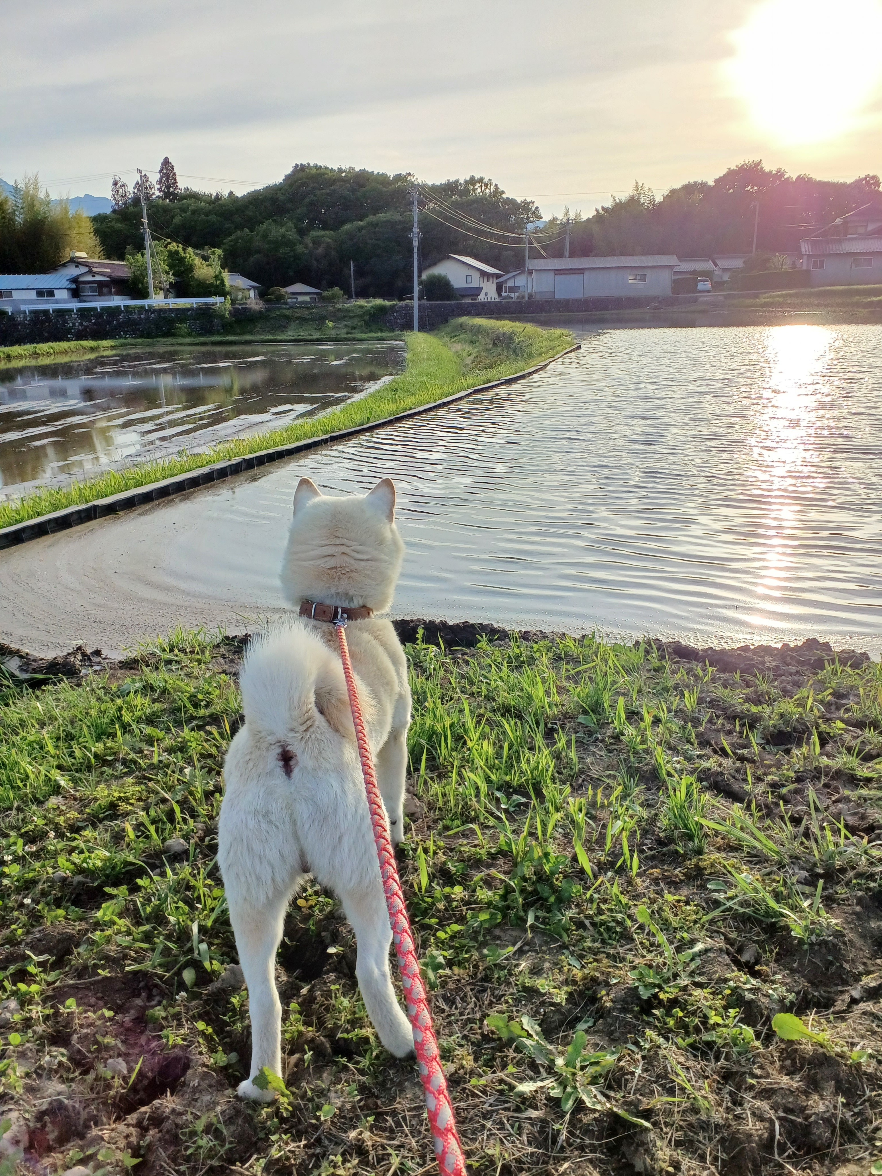 1田んぼを見る犬.jpg