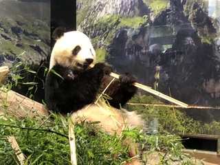 2竹を食べるパンダ.jpg