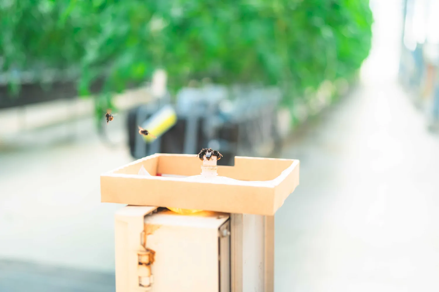 明野九州屋ファーム-蜂