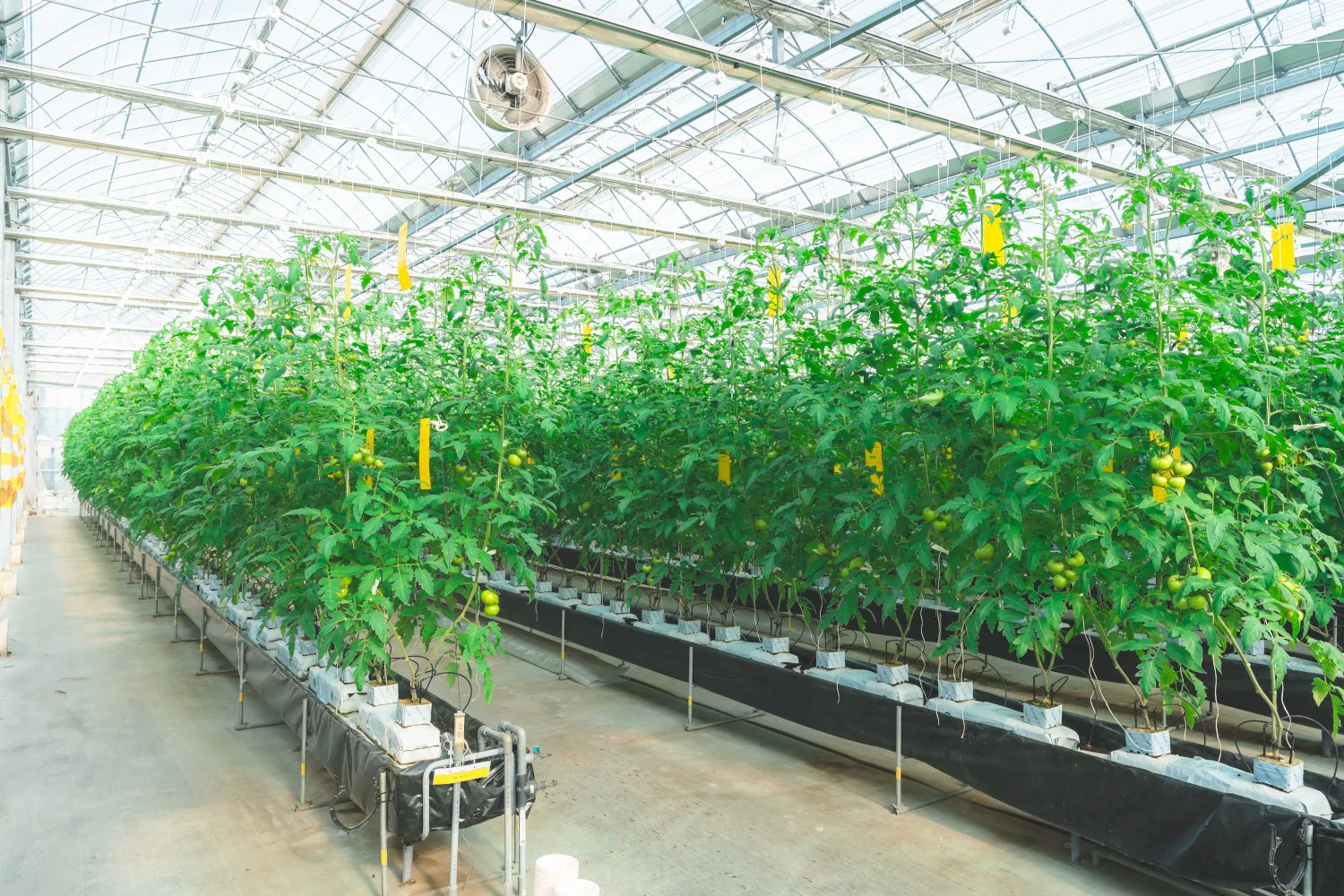 明野九州屋ファーム-農場全景(ハウス内)