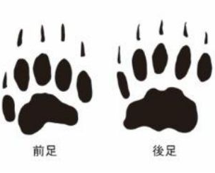 アナグマ足跡.png