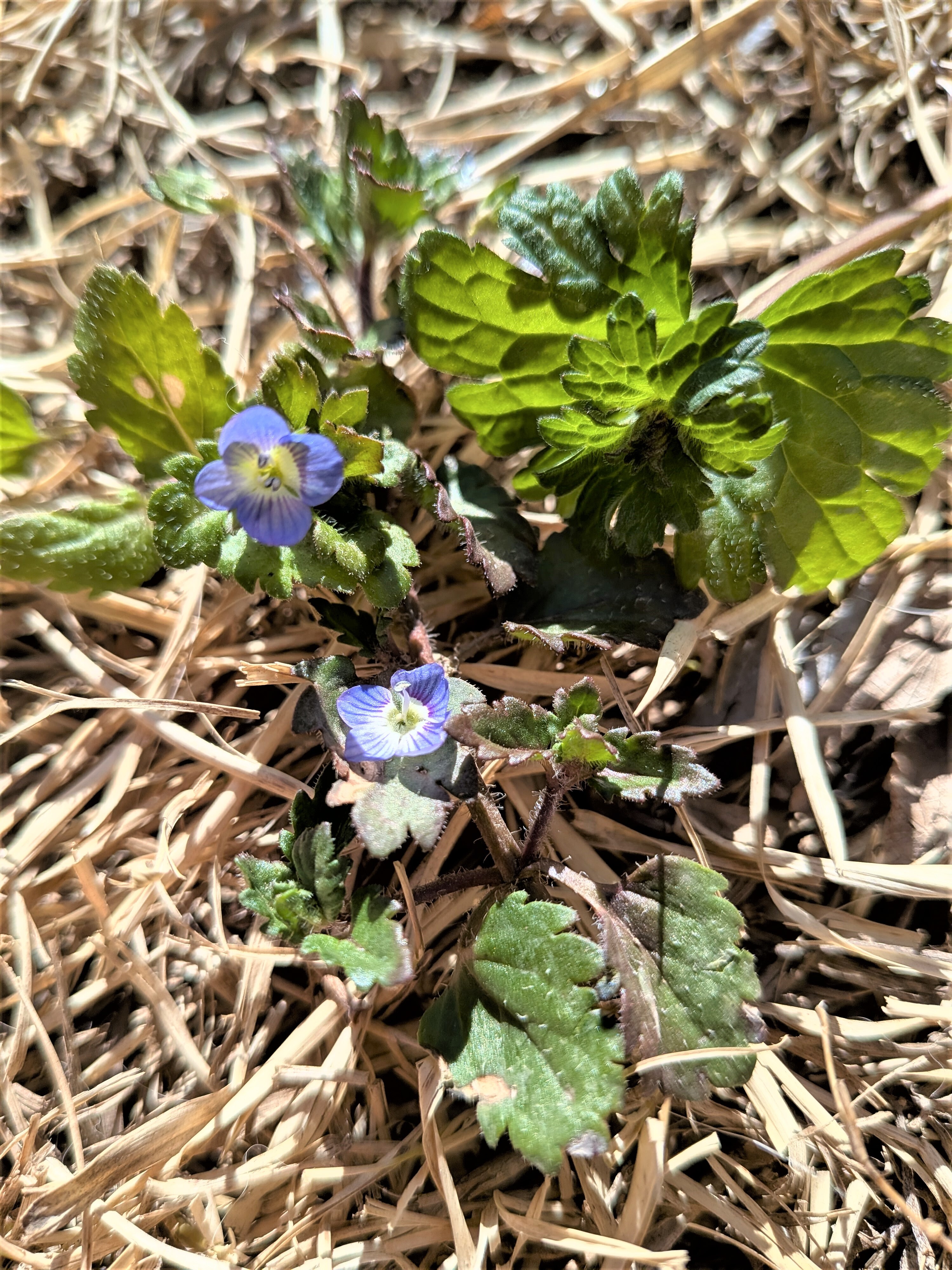 ニコニコひなまつり製作&もりっこパークお知らせ