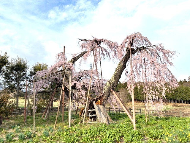 3神田の大糸桜.jpeg