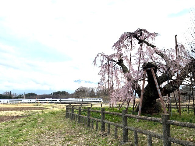 4電車と大糸桜.jpeg