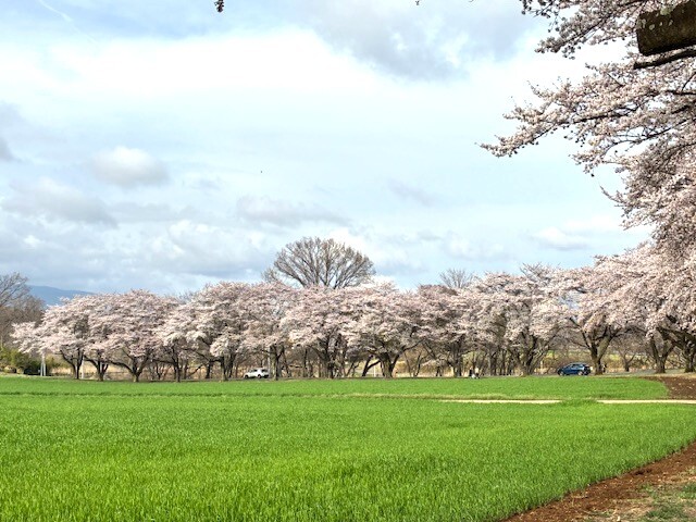 5蕪の桜並木.jpeg