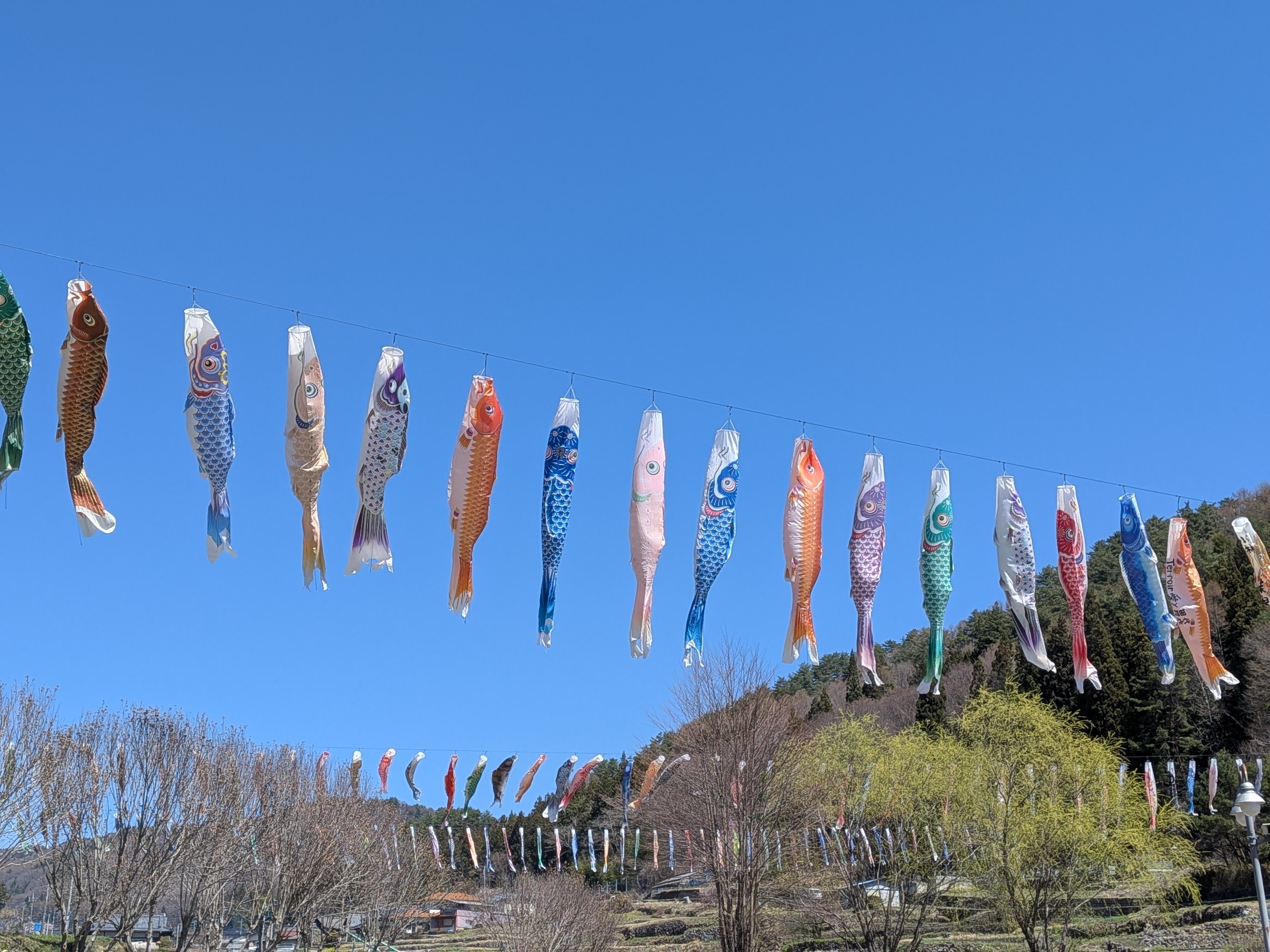 1こいのぼり.jpg