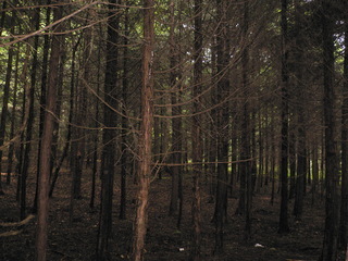 未間伐の森林の写真