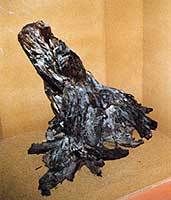 トウヒ属樹根化石1
