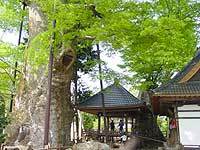 根古屋神社の大ケヤキ2